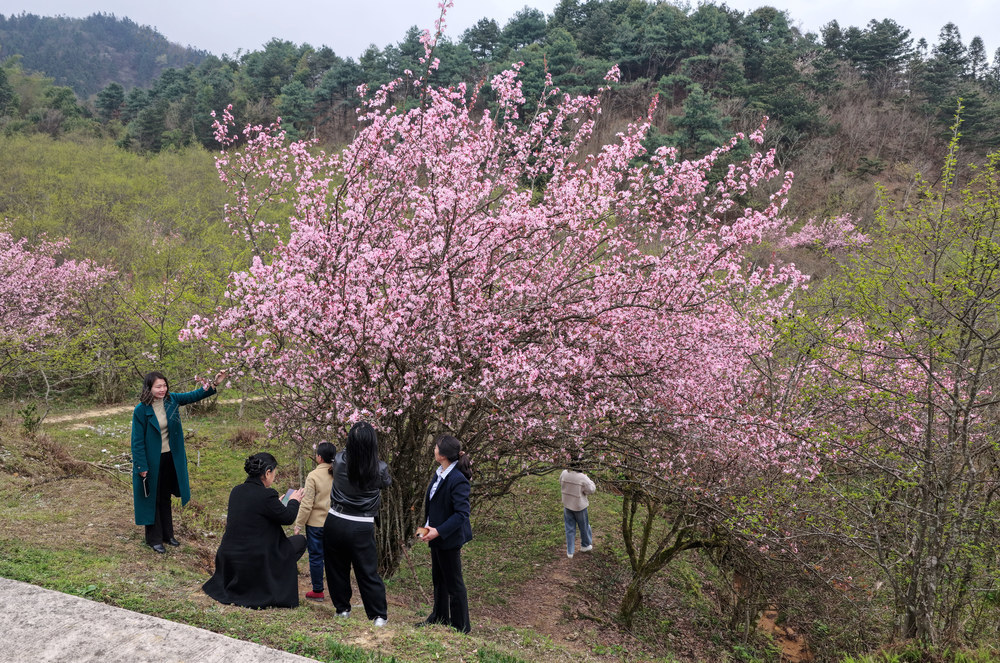 野生海棠花盛开