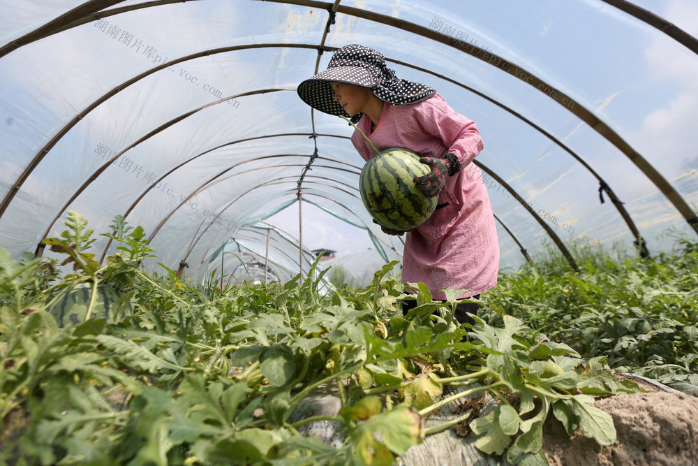 湖南 龙山 西瓜 产销 采摘 市场 增收