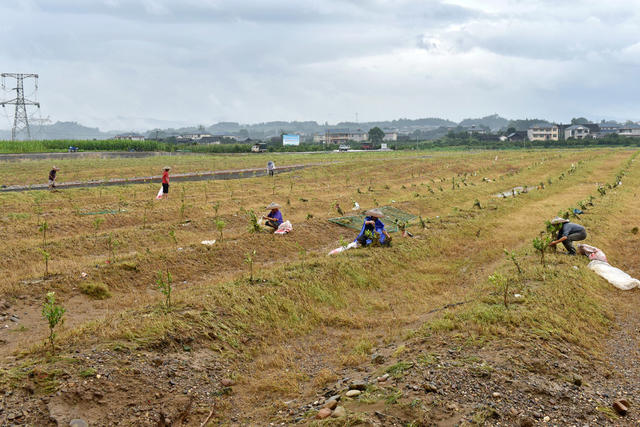 扶正苗木助生长