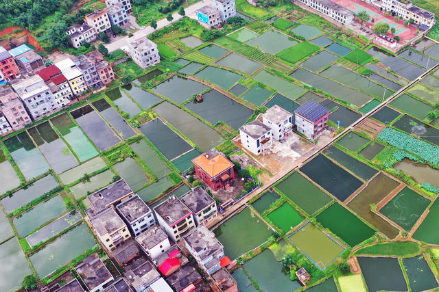 嘉禾：渔业兴  乡村美