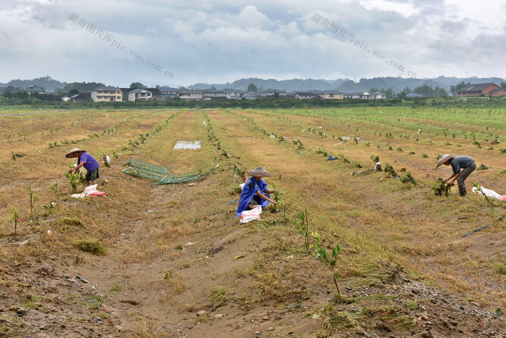 扶正苗木助生长