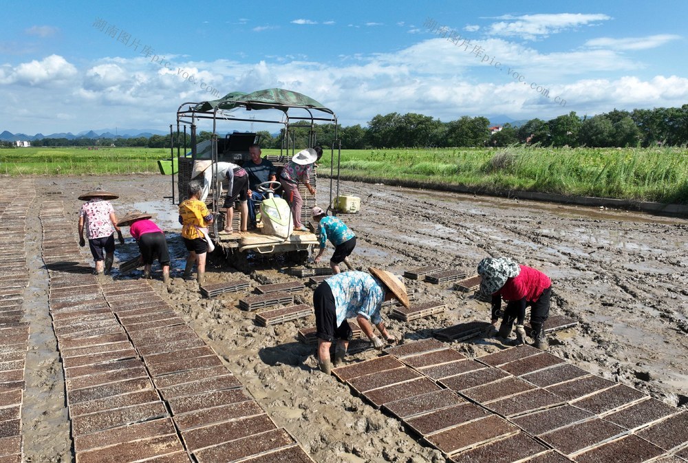 秧盘
道县
晚稻
