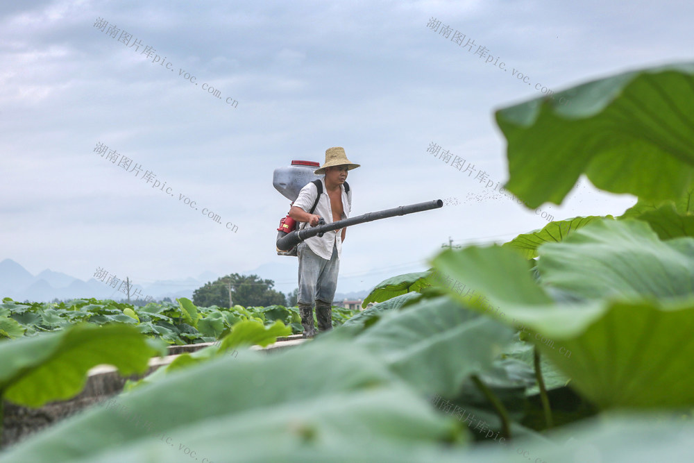 湖南，湘西，节气，小暑，农事，田间管理，施肥