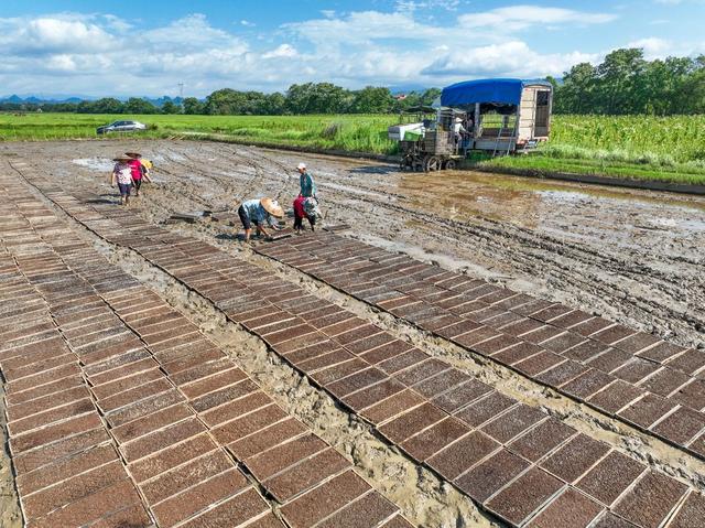 秧盘
道县
晚稻
