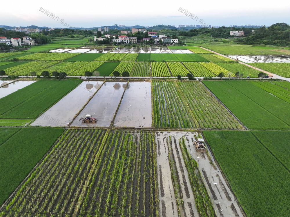小暑 夏种 夏管 晚稻