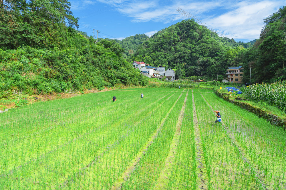雨后施肥培管  确保稻禾成长