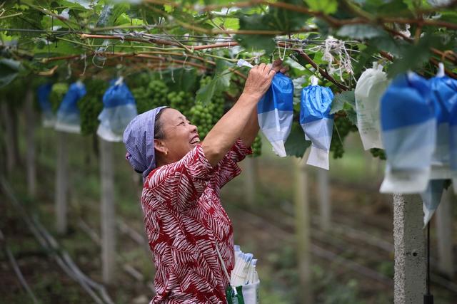 葡萄、农业、夏管、产业、种植