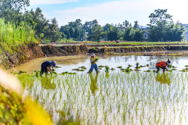 小暑 农事 宁远