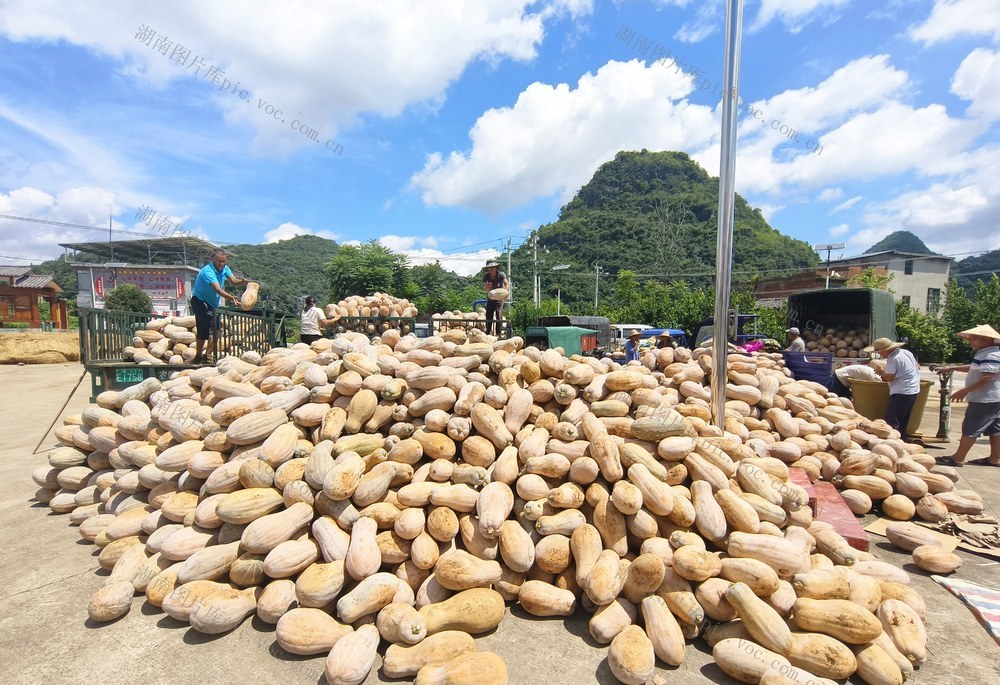 “香”飘粤港澳