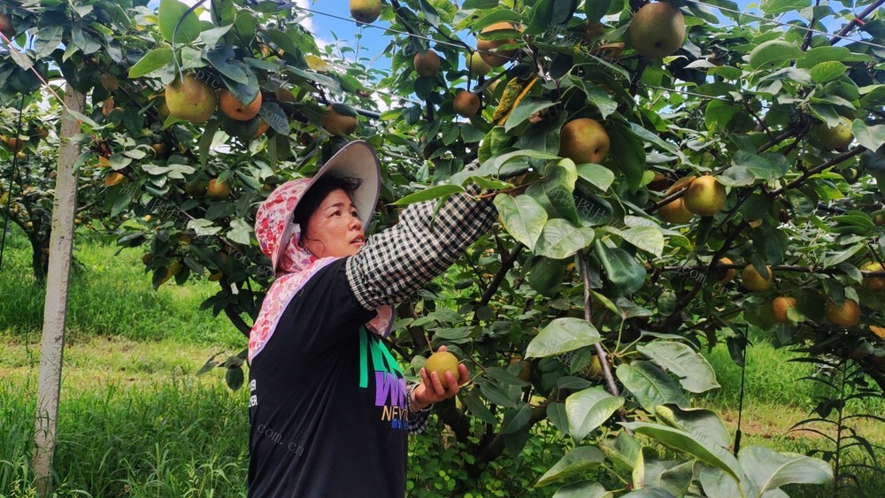 瑶山雪梨喜迎丰收，“线上+线下”销售模式，农民增收致富助力乡村振兴。