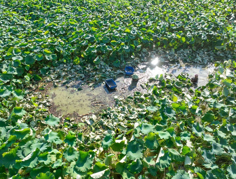 莲
特色种植
道县