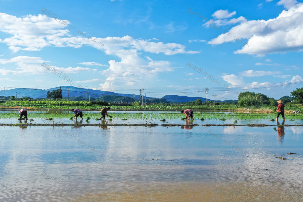 小暑 农忙 农事 农业 种植 粮食 水稻 插秧