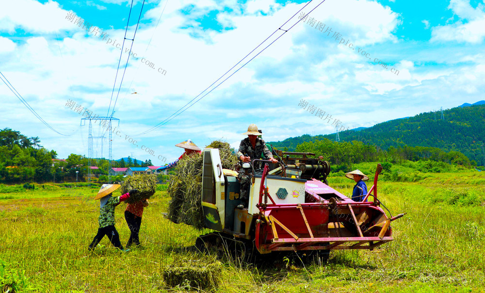 中药材 乡村振兴 