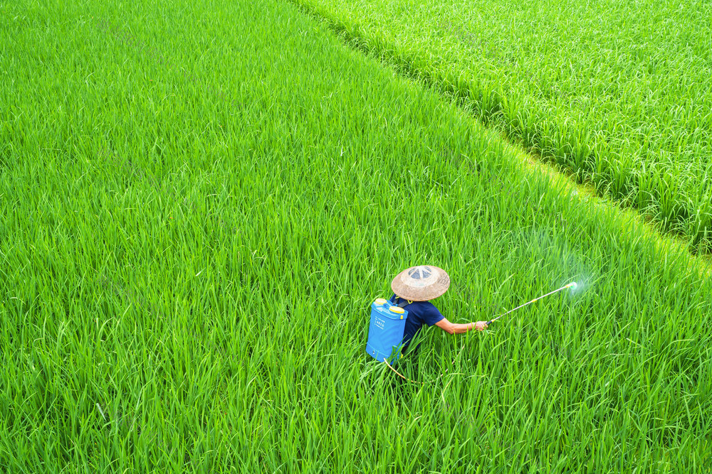 管护稻禾  防病虫保秋收