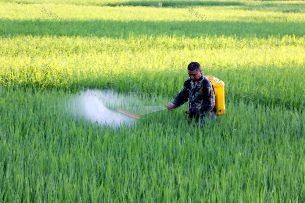 田间管理  稻田杀虫
