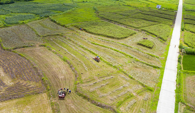 中药材 乡村振兴 