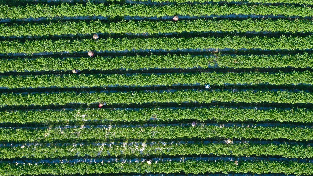 增收 土地流转 家门口就业 富硒蔬菜 农业 村集体 保底分红 蔬菜基地