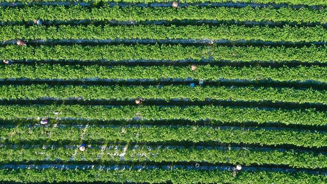 增收 土地流转 家门口就业 富硒蔬菜 农业 村集体 保底分红 蔬菜基地