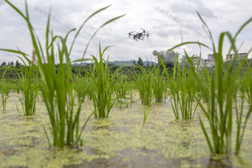 湖南，湘西，节气，小暑，农事，无人机，田间管理，农药