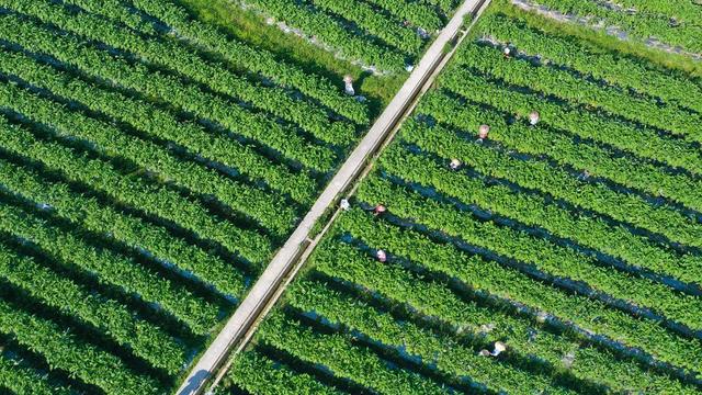 增收 土地流转 家门口就业 富硒蔬菜 农业 村集体 保底分红 蔬菜基地