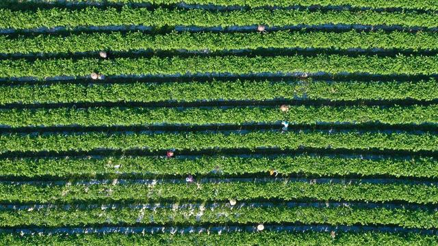 增收 土地流转 家门口就业 富硒蔬菜 农业 村集体 保底分红 蔬菜基地
