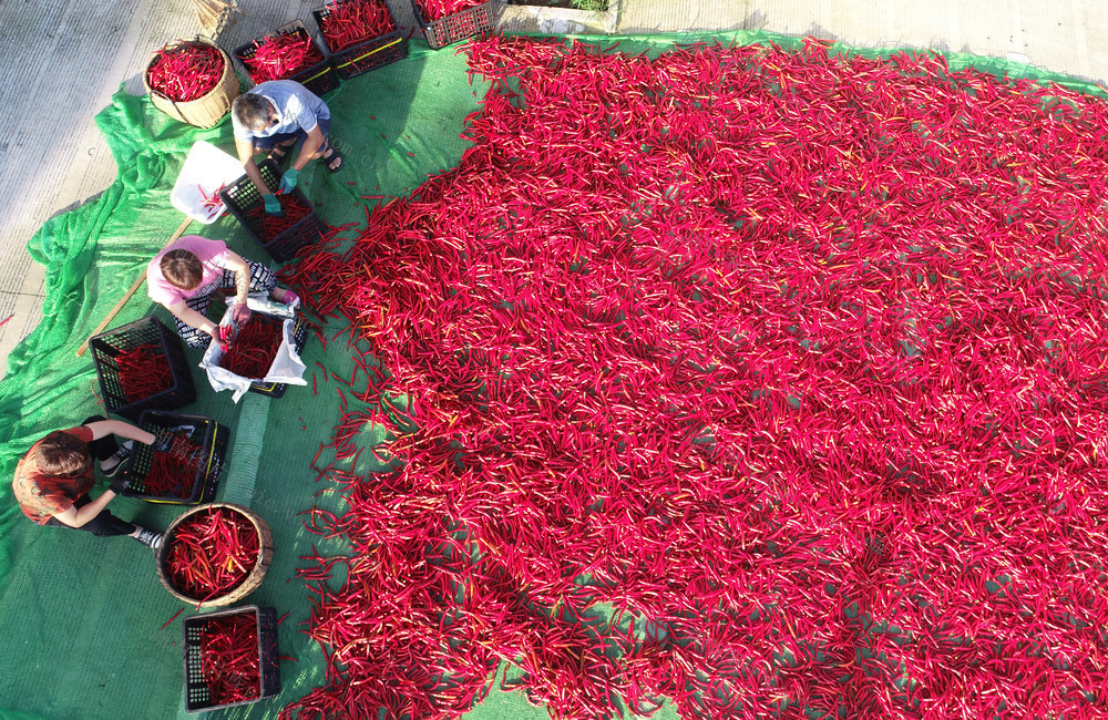 永丰辣酱  非遗文化遗产  经济建设  特产  红辣椒  农民增收  合作社 农民