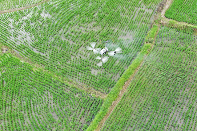 湖南，湘西，节气，小暑，农事，无人机，田间管理，农药