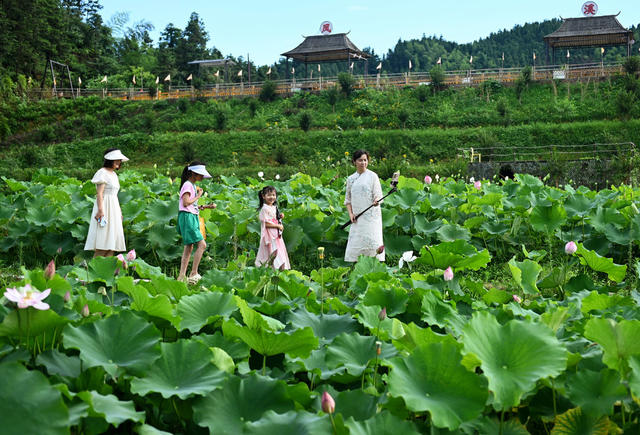 乡村游，旅游，农村，暑假，田园，农耕文化，荷花，荷塘，市民，大自然，乡村，亲子