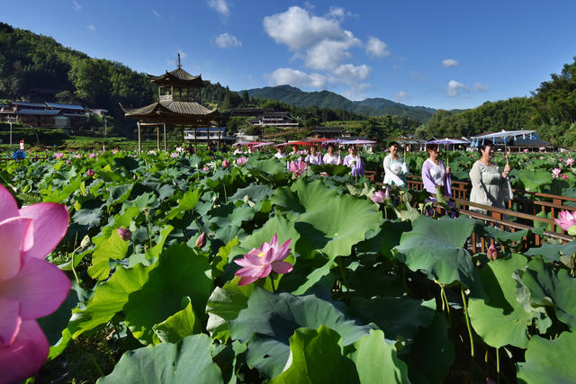 荷花绽放游客来