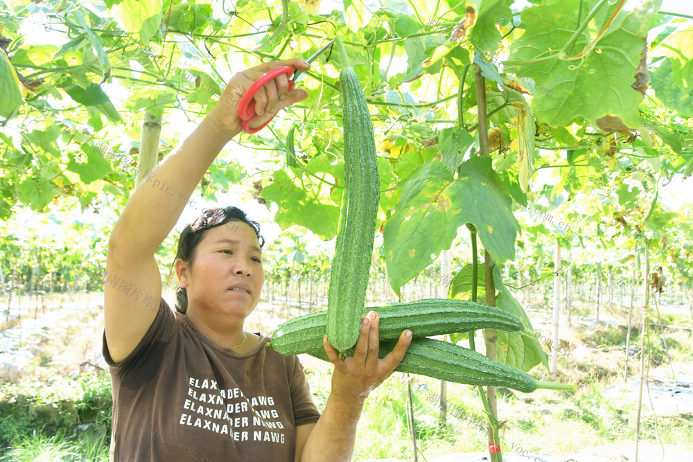   丰富粤港澳大湾区“菜篮子”