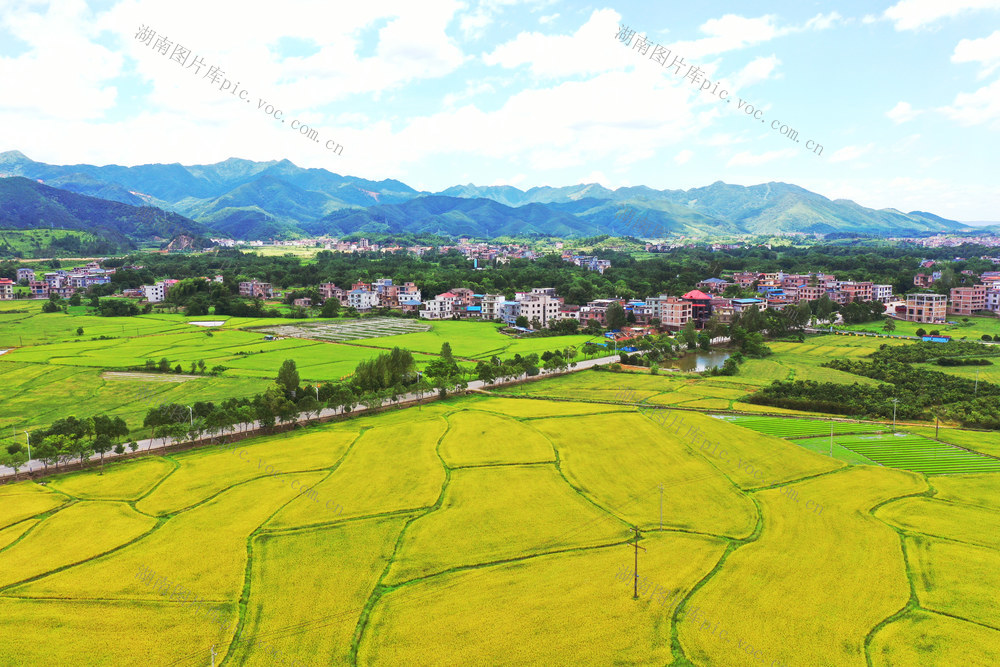 蓝山：稻田“丰”景入画来