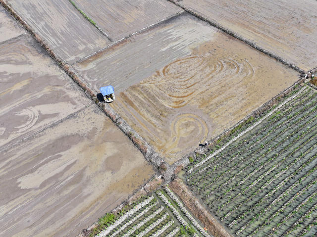 晚稻 生产 插秧