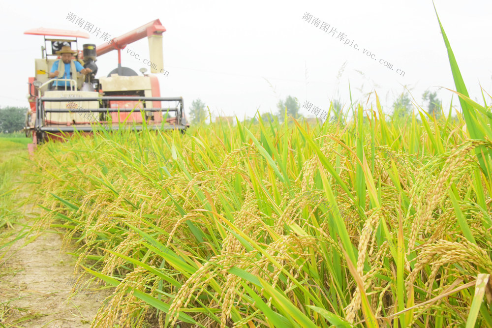 农业  粮食生产  双抢  早稻收割 
 晚稻备插  机械化