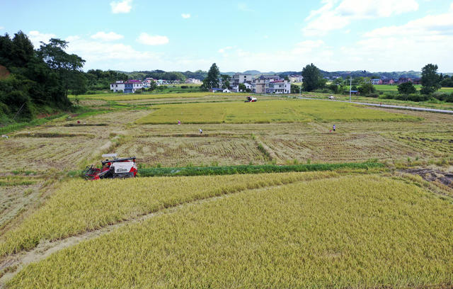 早稻飘香 抢收早稻 迎丰收 农业产业 粮食安全