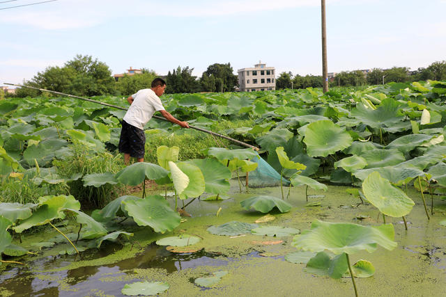 湖南邵东  藕田  管护  农民  增收 乡村振兴