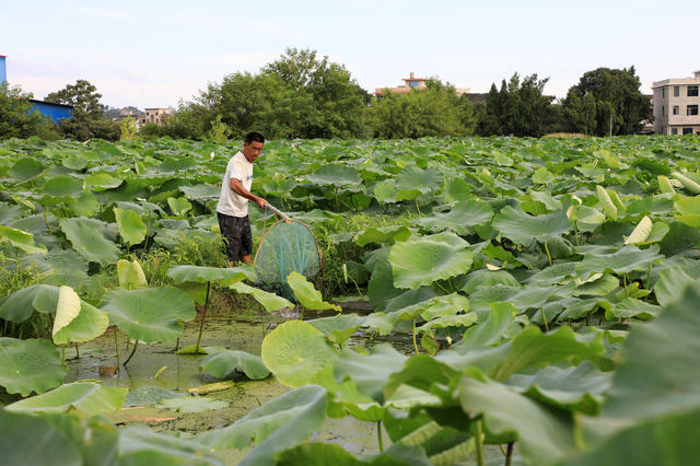湖南邵东  藕田  管护  农民  增收 乡村振兴