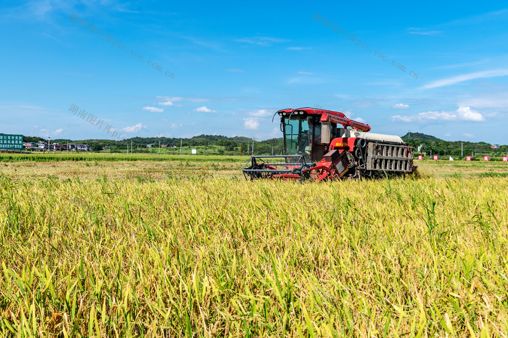 粮食生产  早稻收割