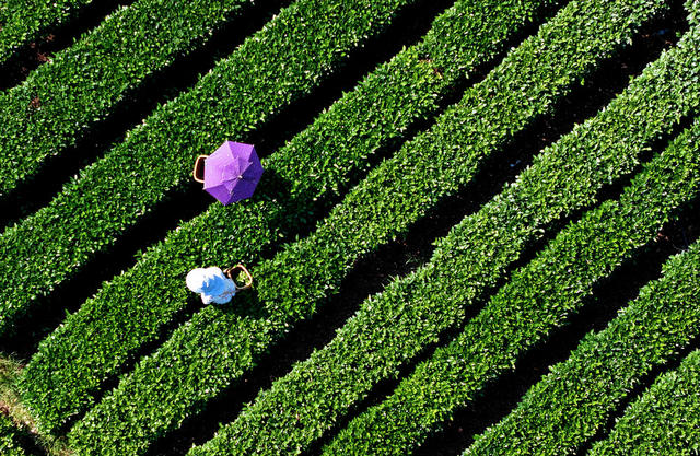 湖南桂东 夏茶 村民 采摘