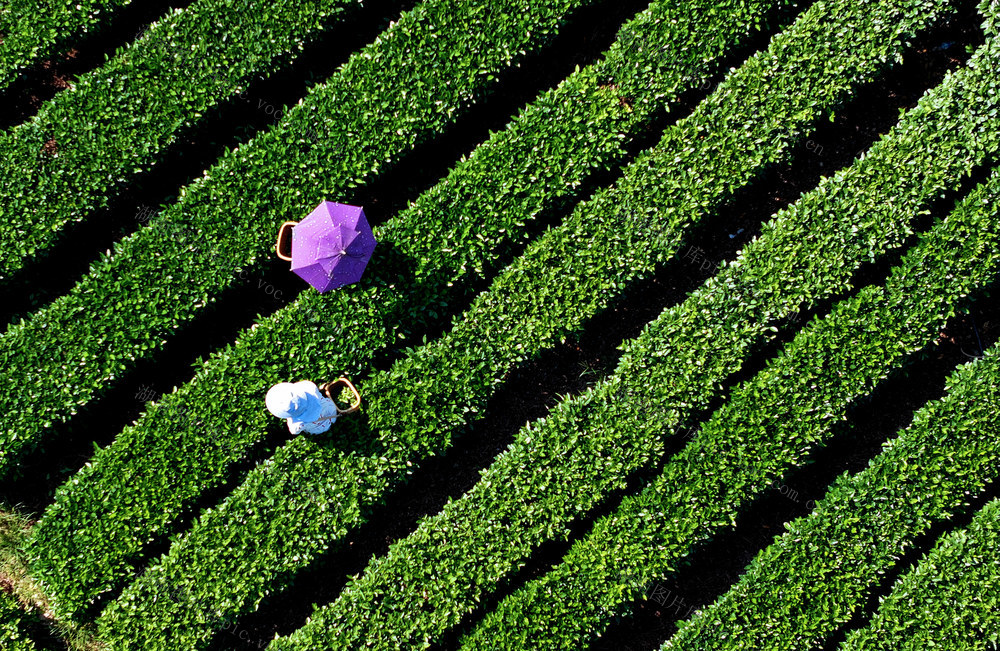 湖南桂东 夏茶 村民 采摘