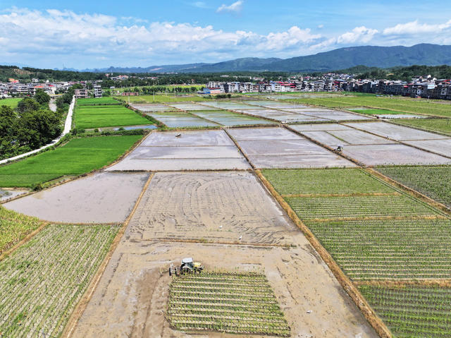 晚稻 生产 插秧