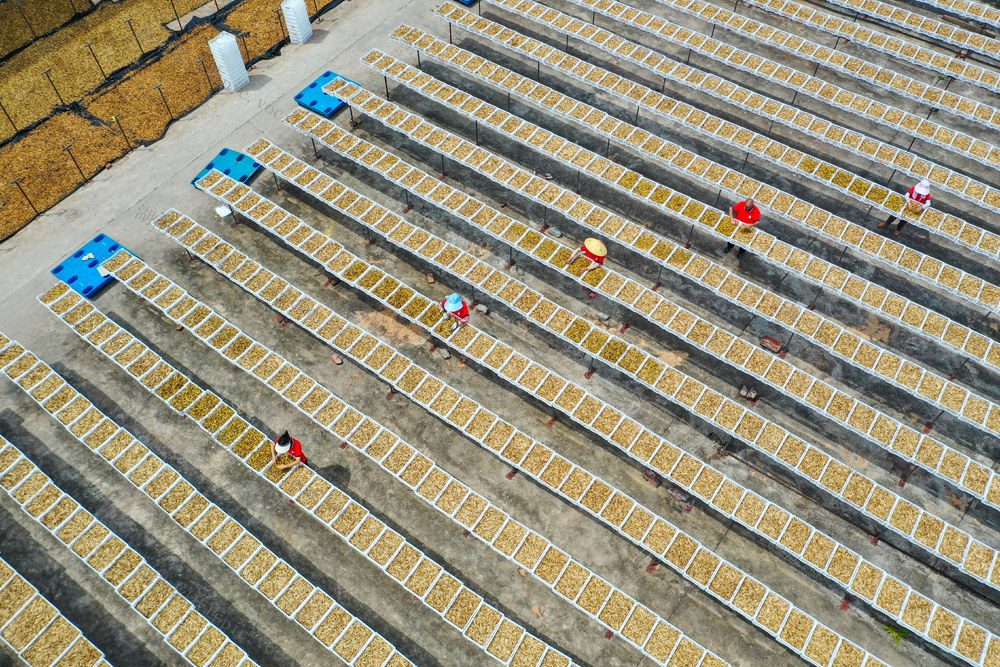 黄花菜  产业   经济  增收  致富  