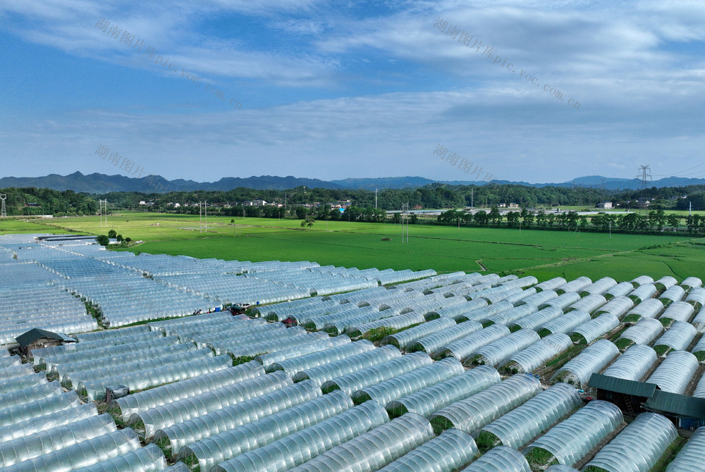 田园葱茏生态美