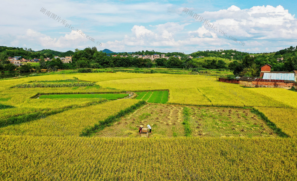 水稻  收割  双抢  农忙