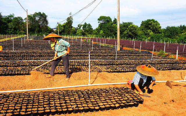发展花卉苗木产业