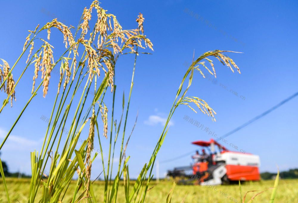 早稻
道县
夏日
粮食