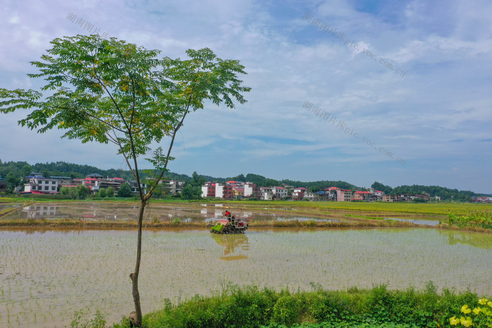 农机 双抢 农业机械化 收割早稻 平整农田 抢插晚稻
