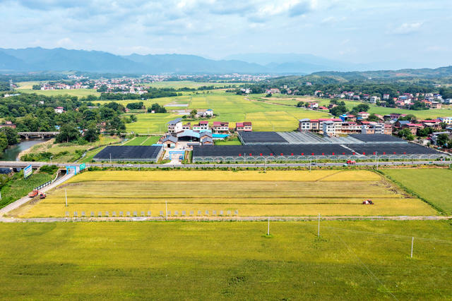 粮食生产  高标准农田  早稻收割