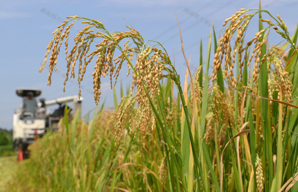 早稻 收割 晚稻 插秧 双抢