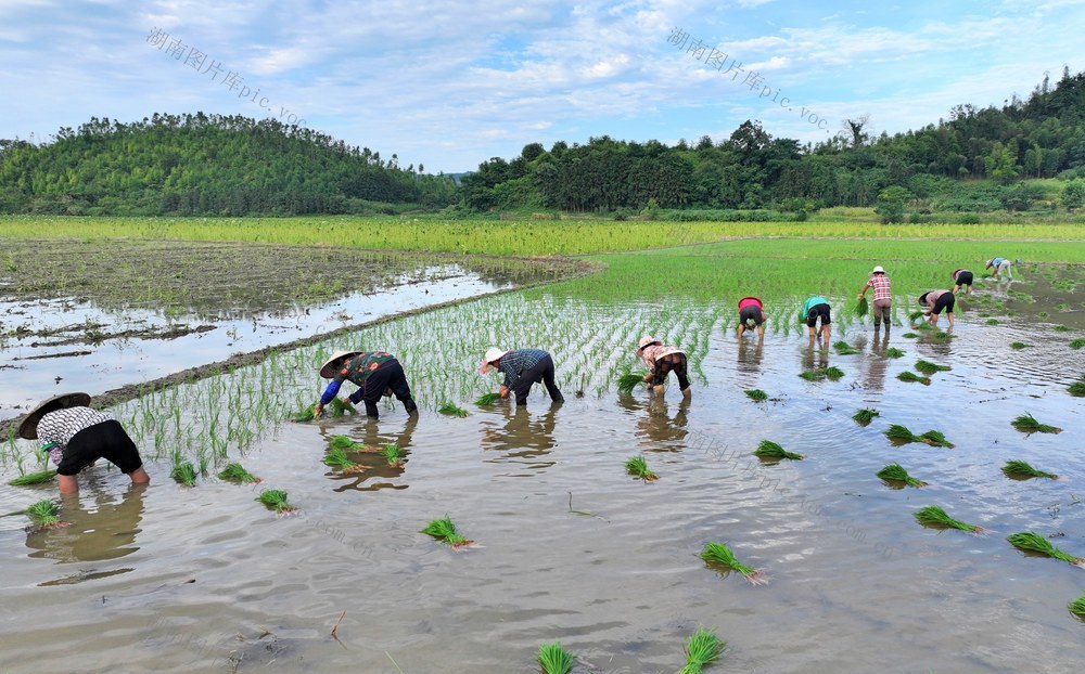 湖南  常宁  三角塘  插秧