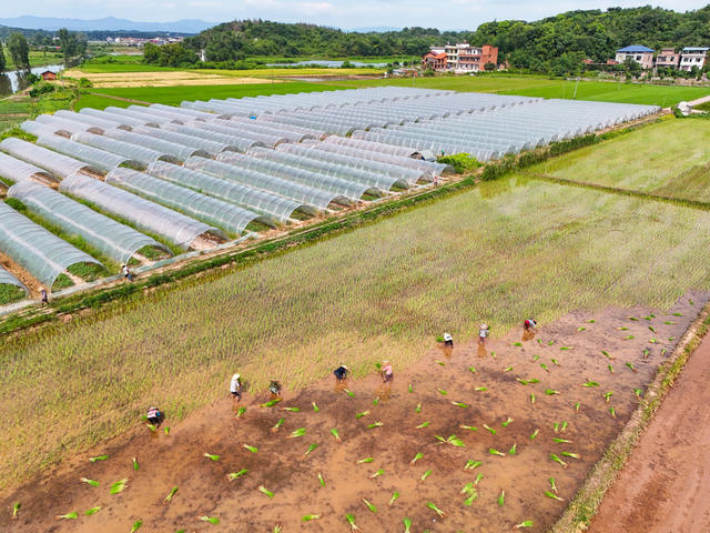 盛夏  农忙  时节  双抢  收割  早稻  抢插  晚稻  丰收